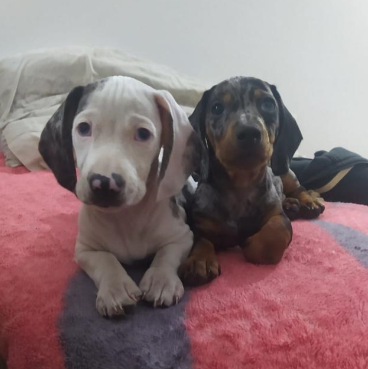 The cutest pair of twin dogs